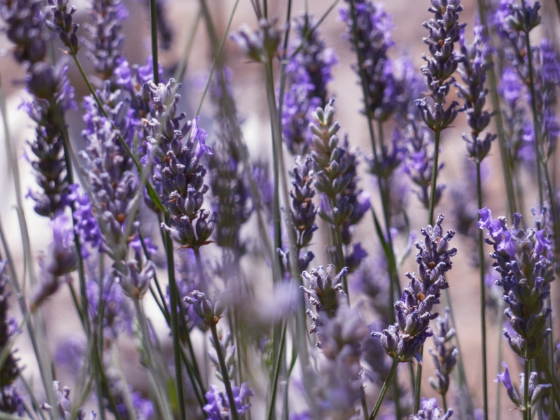 Purple Plants