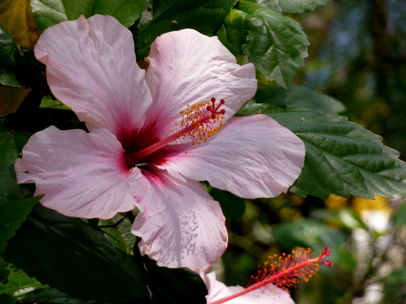 Pink Hibiscus