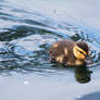 Duckstroke