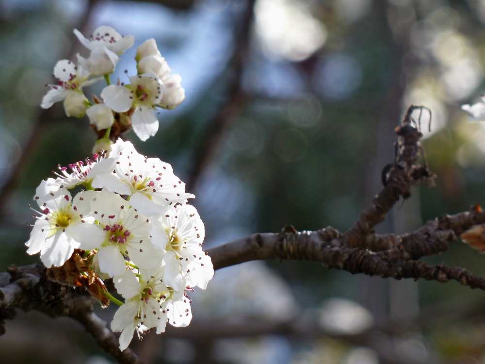 Clusters of Light