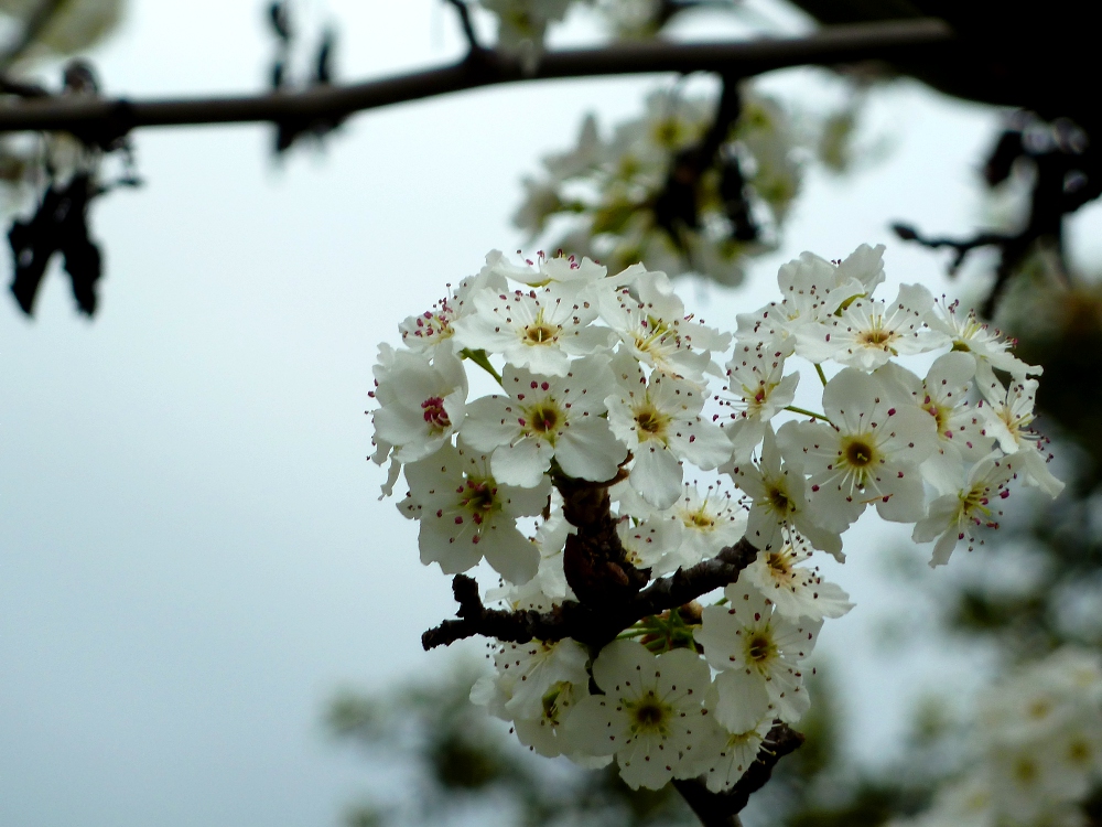 Bloom in the Gloom