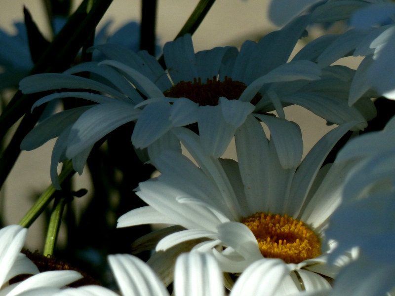 Shady Daisies