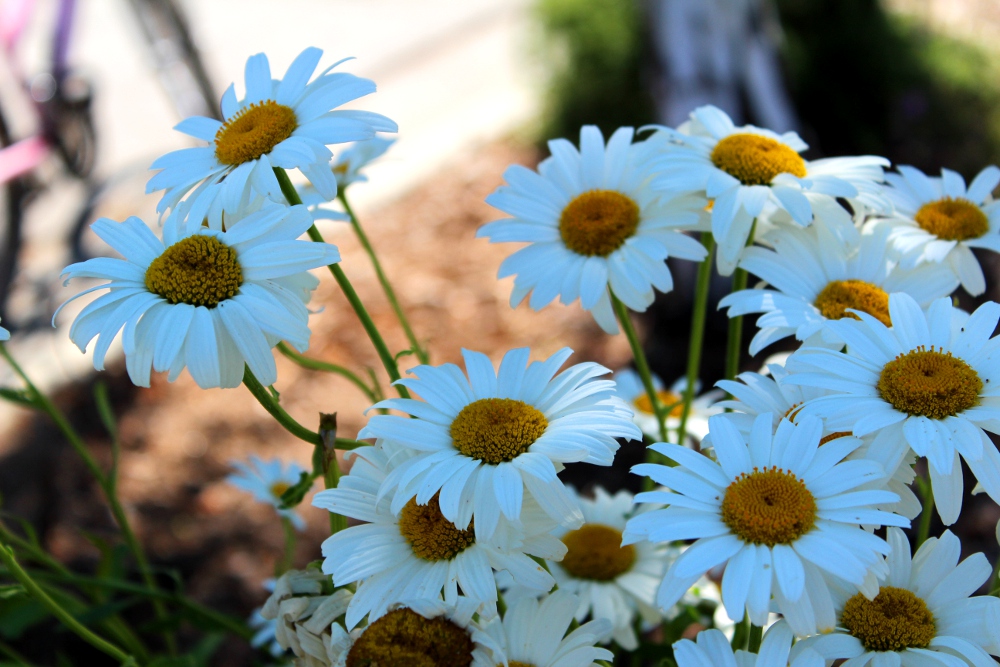 Daisies in the Shade