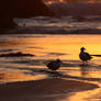 Sunset and Seagulls