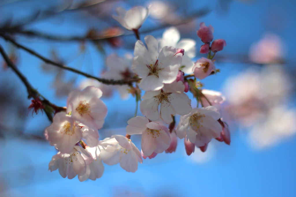 Blossoms and Blues