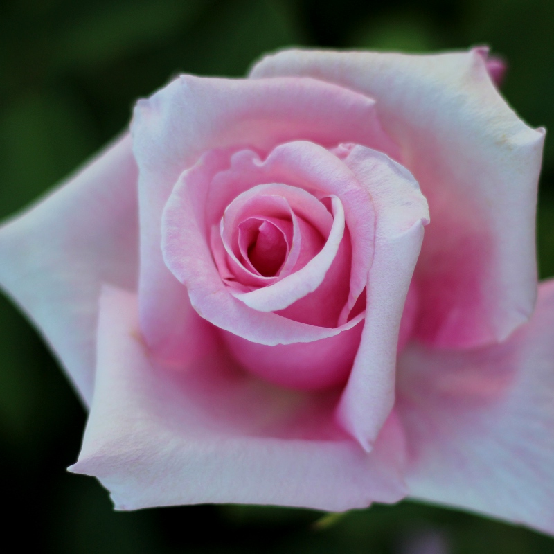 Squared in Pink