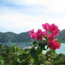 Koh Phi Phi - Flower