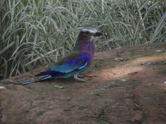 Lilac Breasted Roller