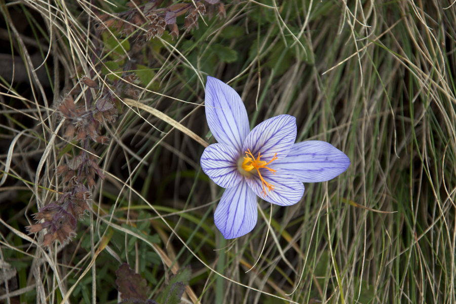 Crocus speciosus 4