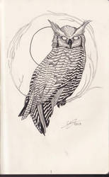 Owl