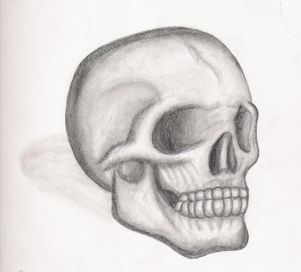 skull in pencil
