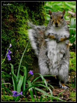 stand up if you like bluebells