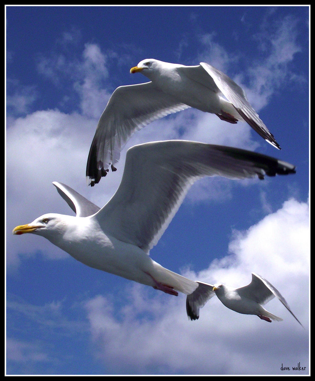 gliding gulls