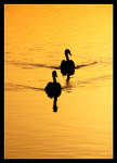 Black swan by saffi9
