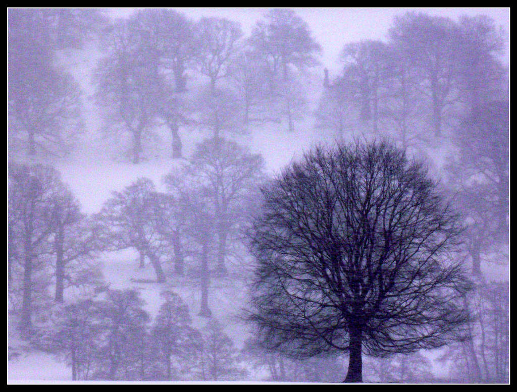 skeleton trees