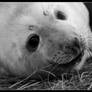 little seal pup