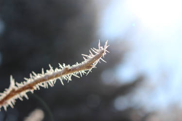 spiky frost