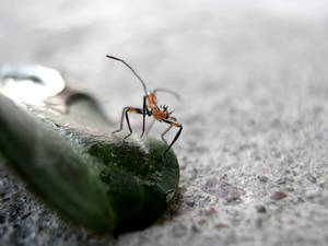 Strange punk ant... U r`drunk!