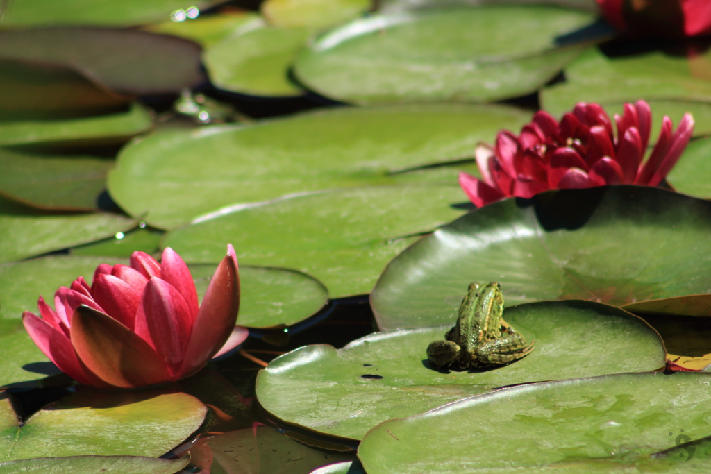 Frog at the pond #6