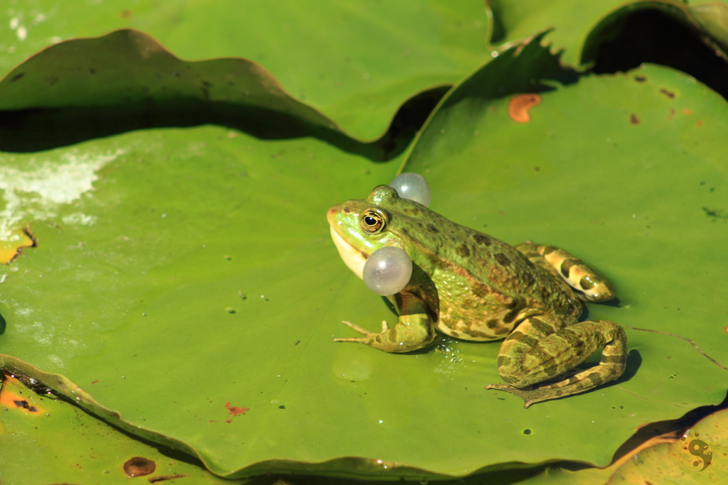 Frog at the pond #16