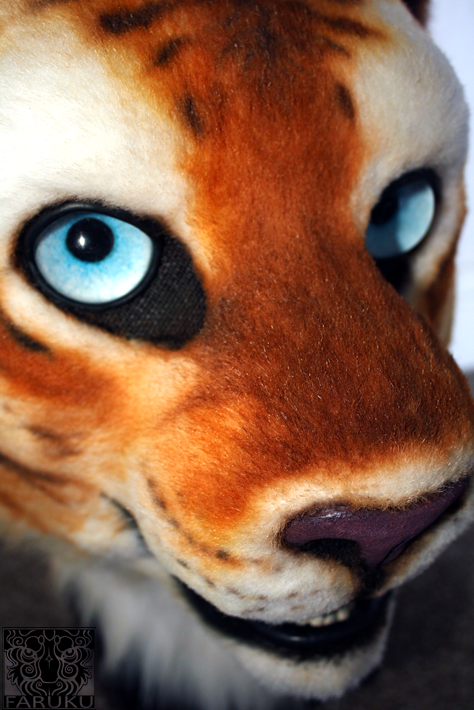 Golden tiger close-up