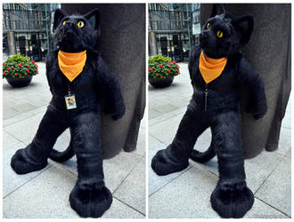 BanditTheCat - fullsuit