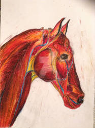 Horse Study - Anatomy