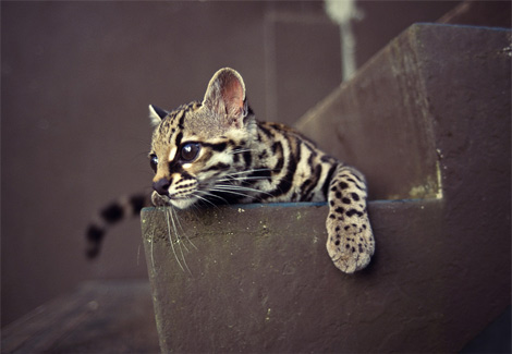 margay kitten