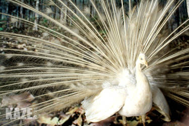 White Peacock