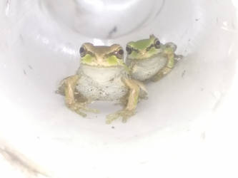 I keep finding frogs in my yard...