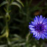 Purpur Blume