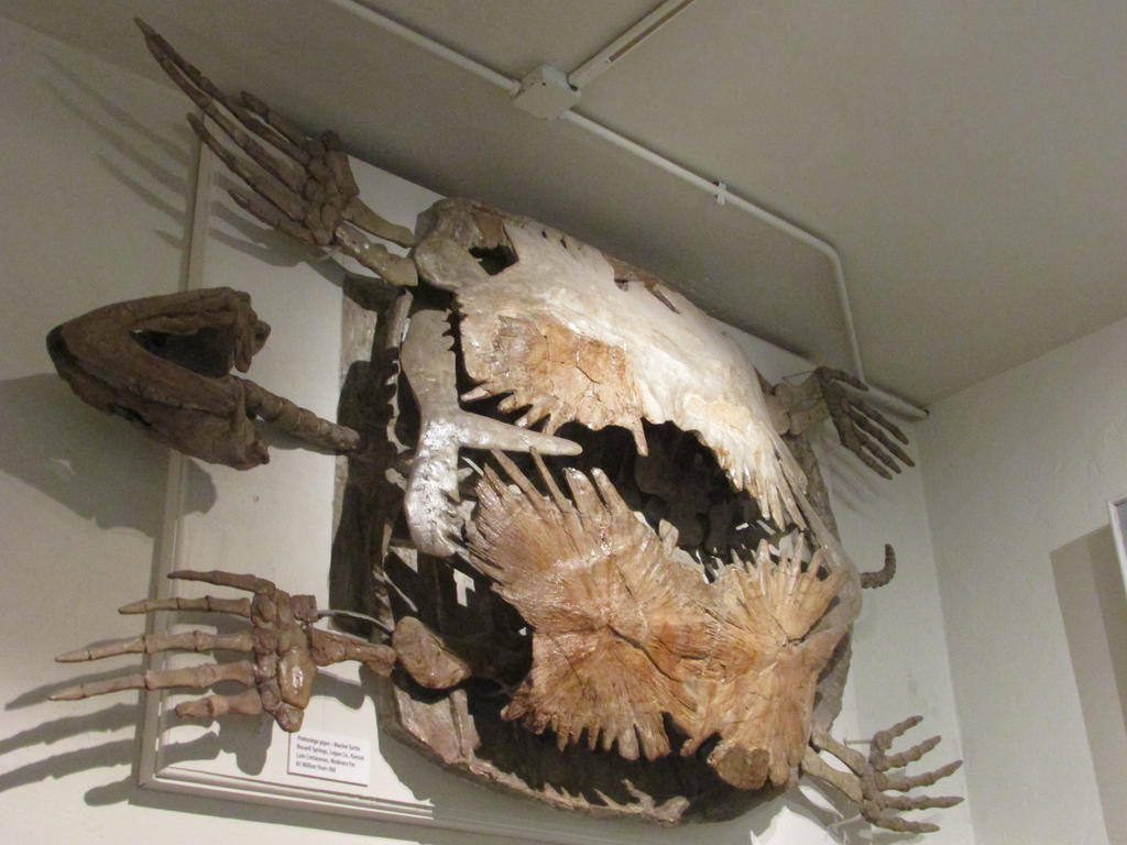 Archelon Skeleton By Soll Dennegallery On Deviantart Archelon Skeleton By Soll Dennegallery On Deviantart