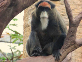 De Brazza's Monkey