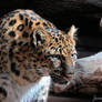 Amur Leopard