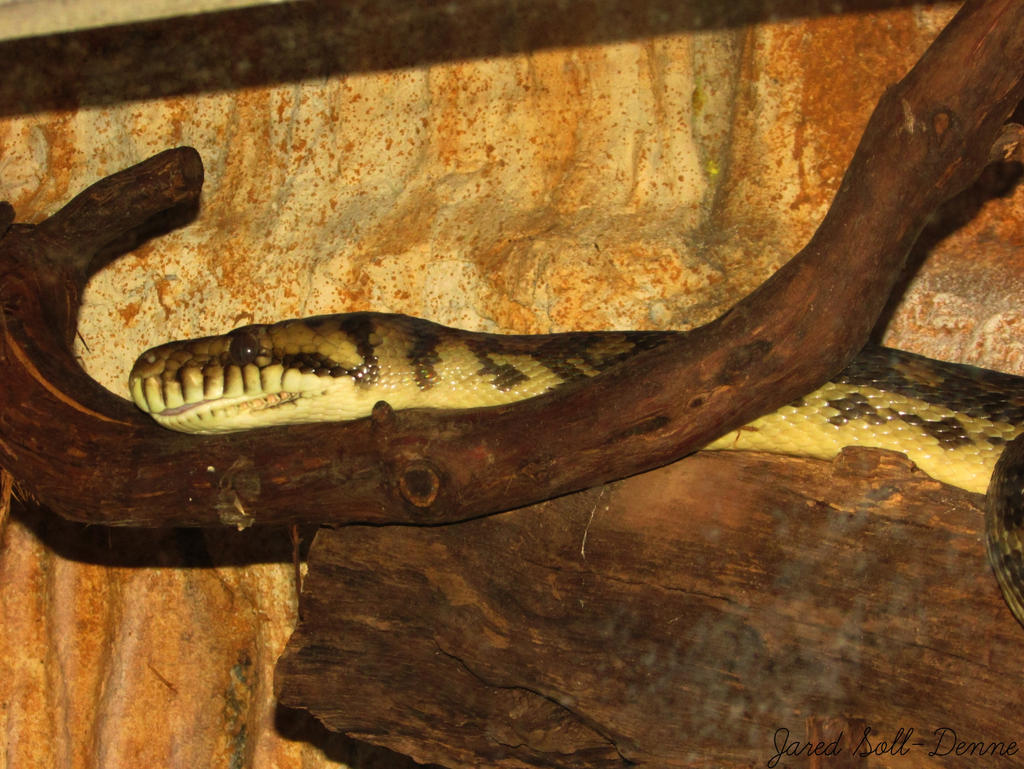 Amethystine Python by Soll-DenneGallery on DeviantArt