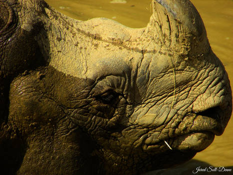 Indian Rhino Profile Shot 2