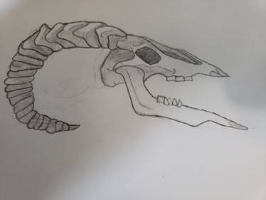 Bantha Skull