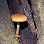 Golden Mushroom