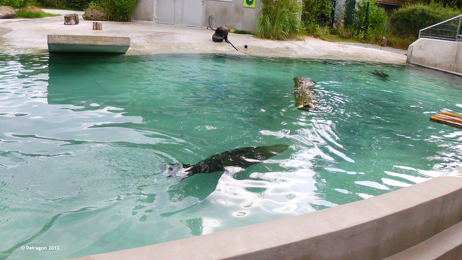 Zoo Augsburg - Fur Seals