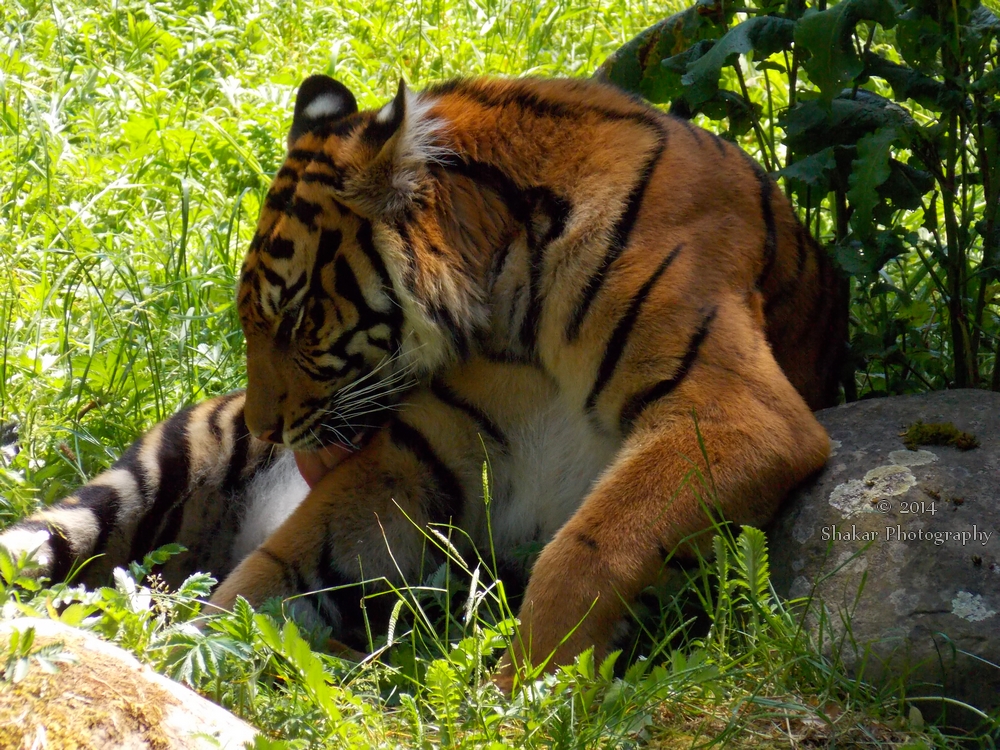 Panthera tigris sumatrae - Sumatratiger - 17