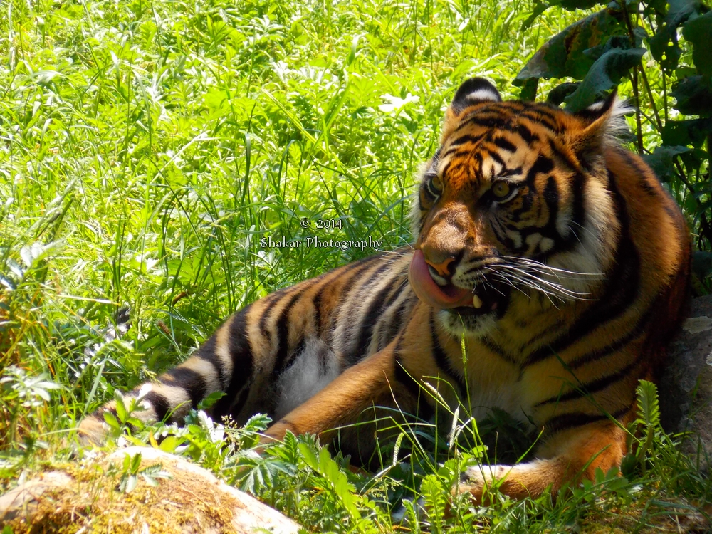 Panthera tigris sumatrae - Sumatratiger - 14