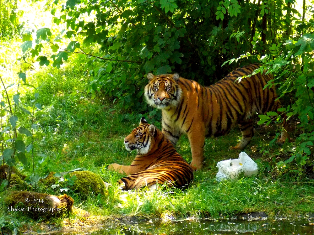 Panthera tigris sumatrae - Sumatratiger - 16