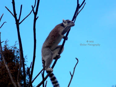 Lemur - 24