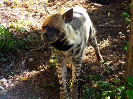 Striped Hyena