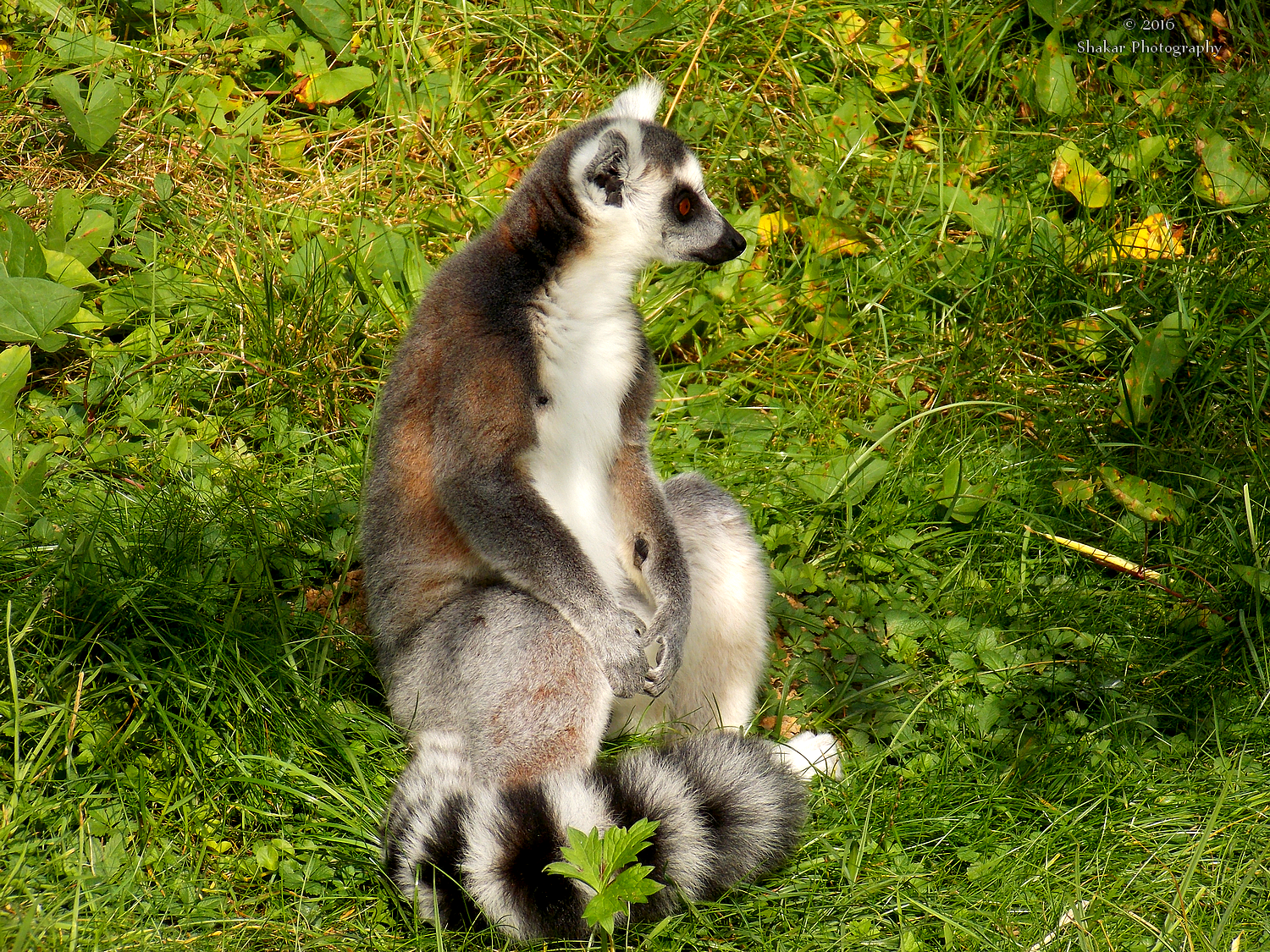 Lemur