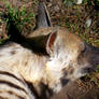 Striped Hyena