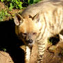 Striped Hyena