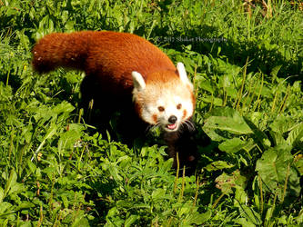 Red Panda