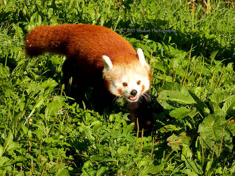 Red Panda