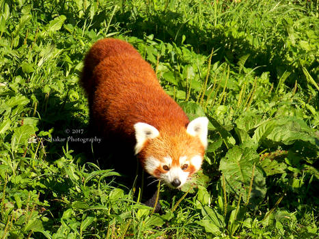 Red Panda